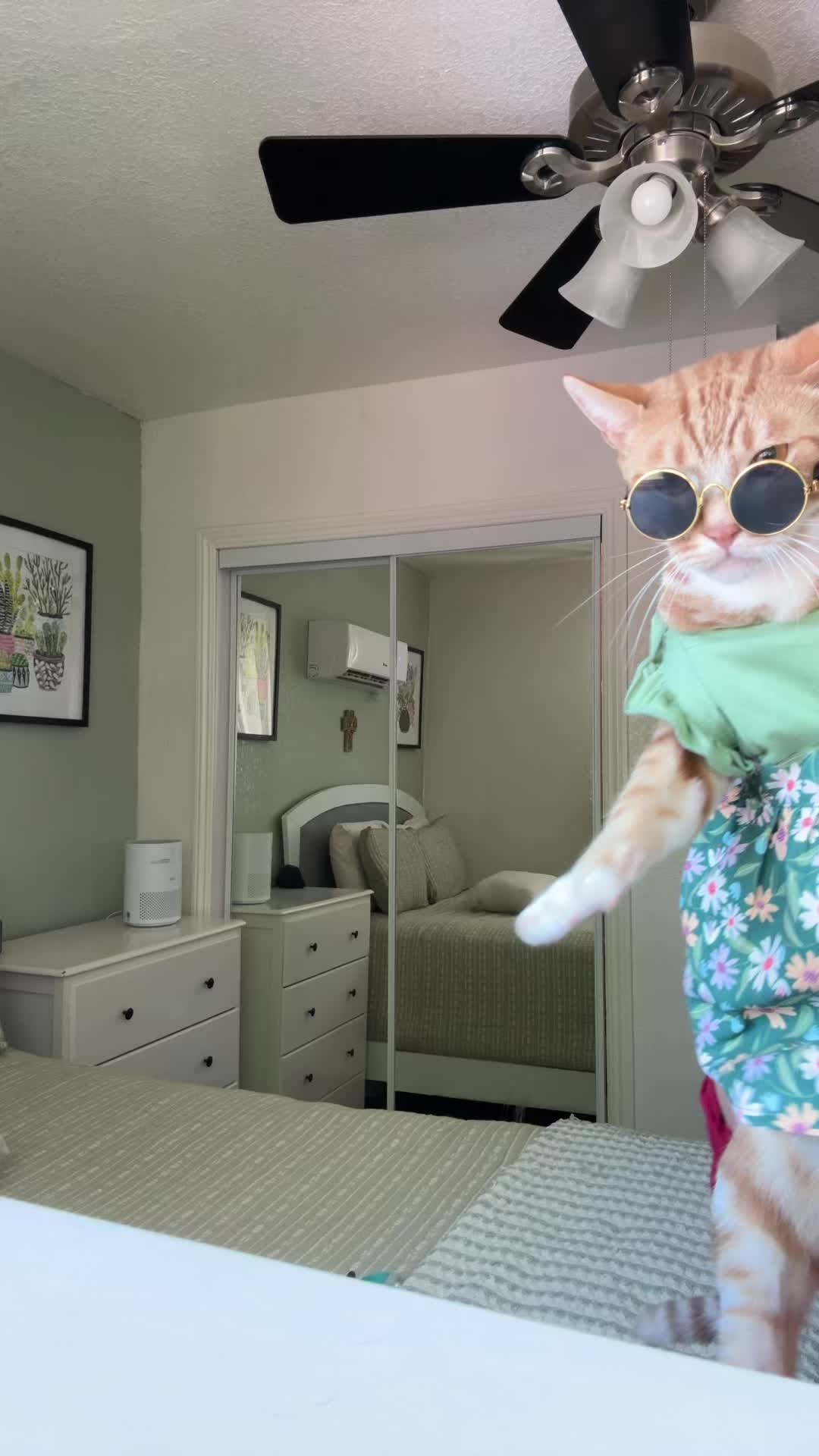 @thedancingcats13