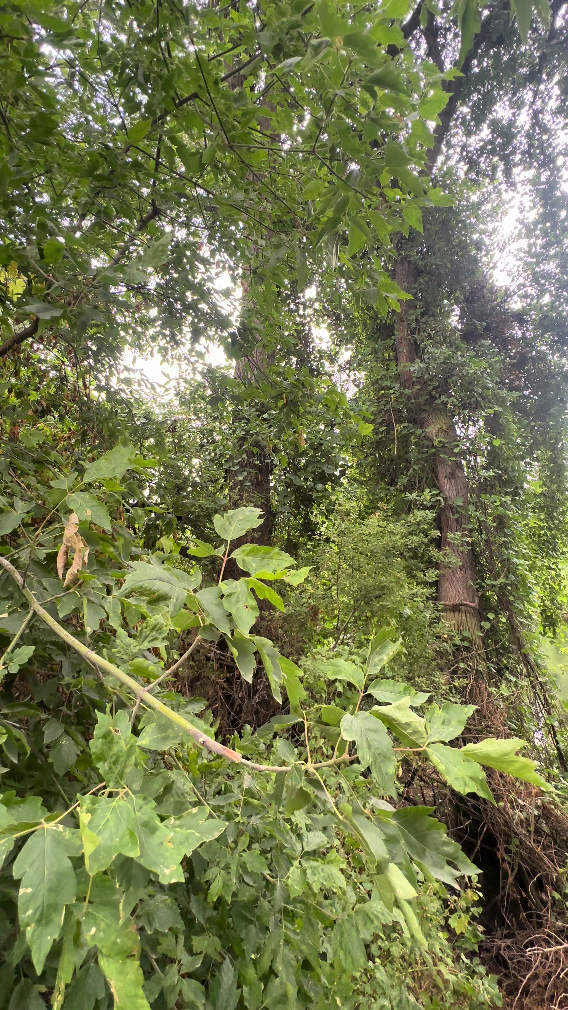 @🌲
