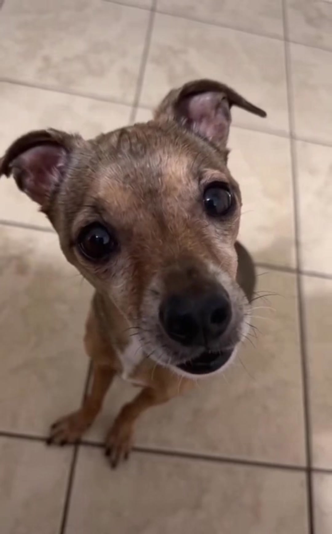 @_roxy_the_chihuahua