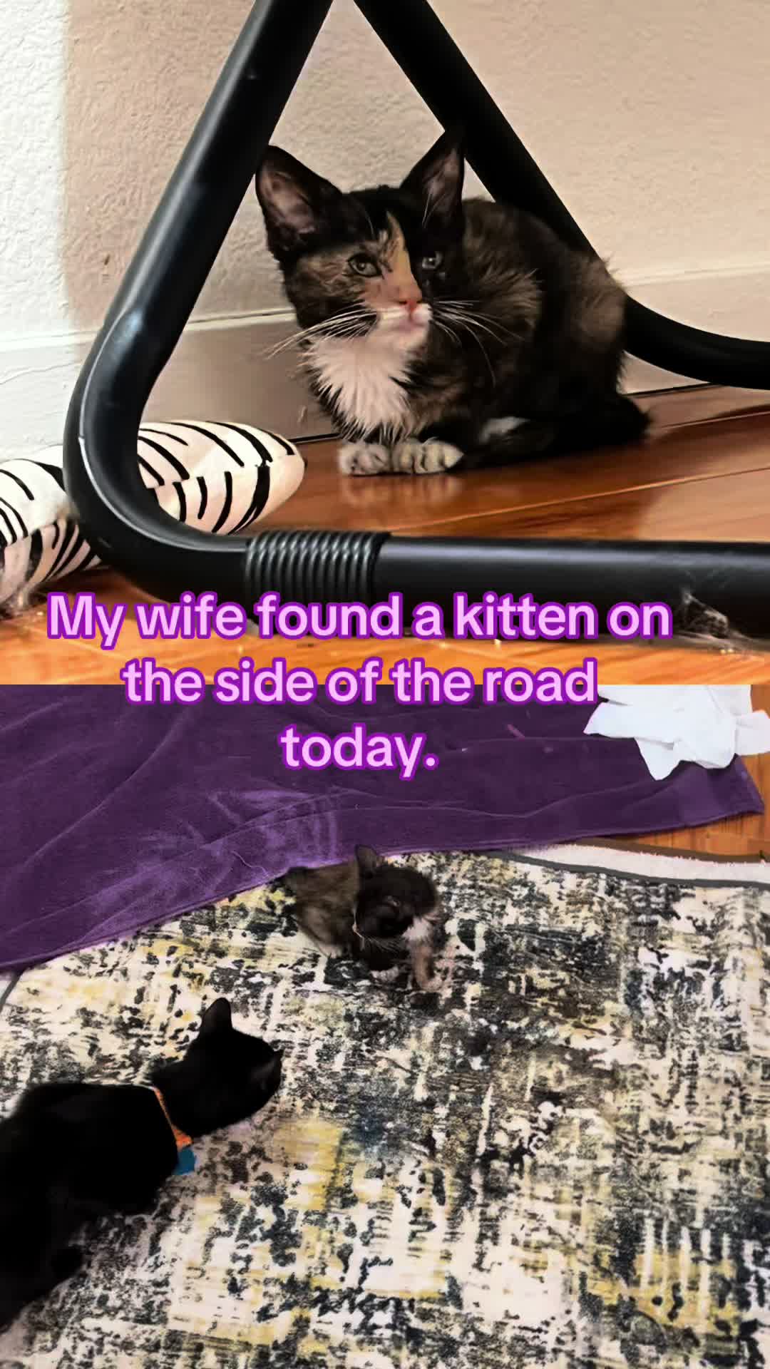 @felines.fish.furyfriends