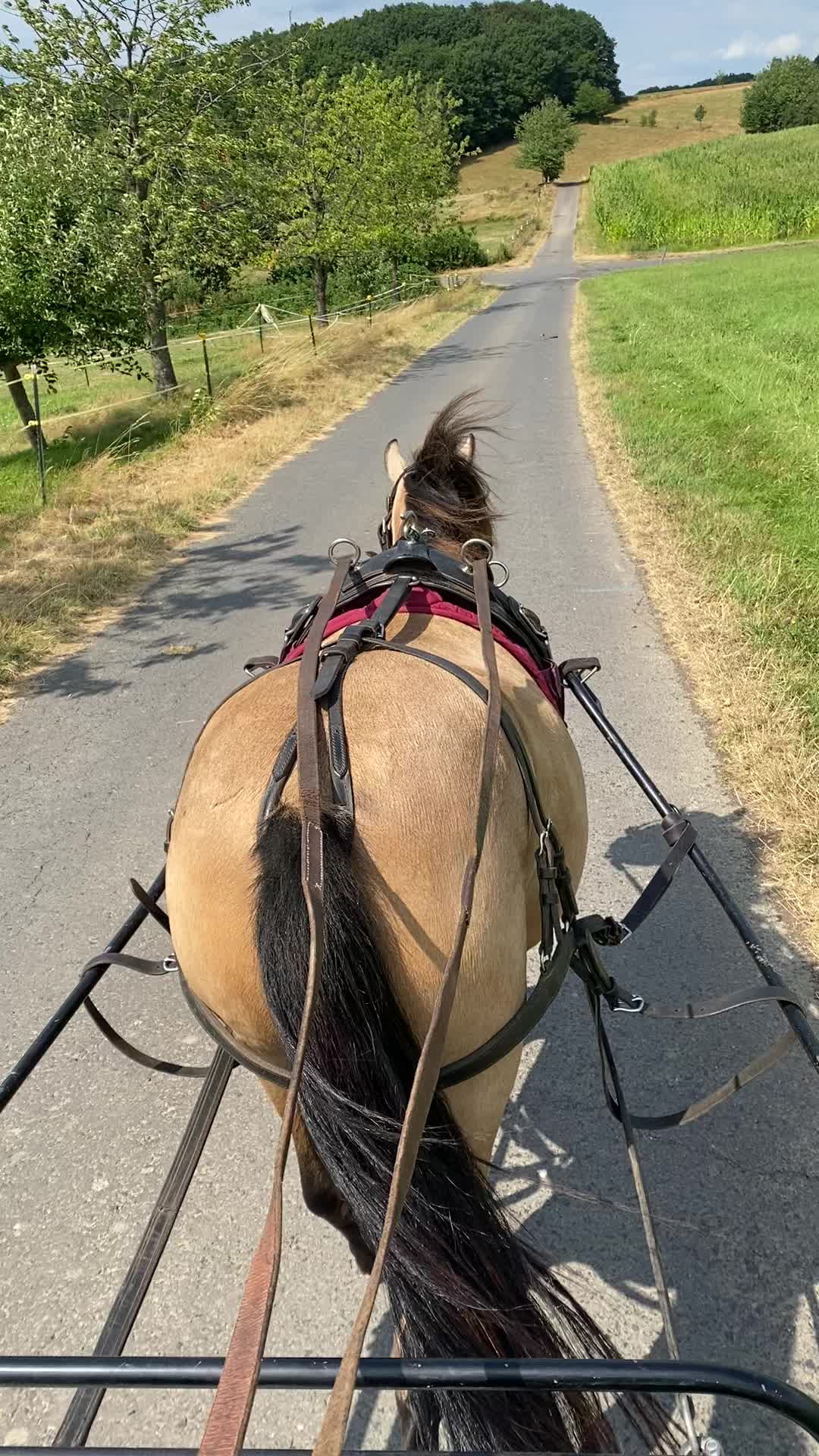 @Sarah and her Ponys and dogs