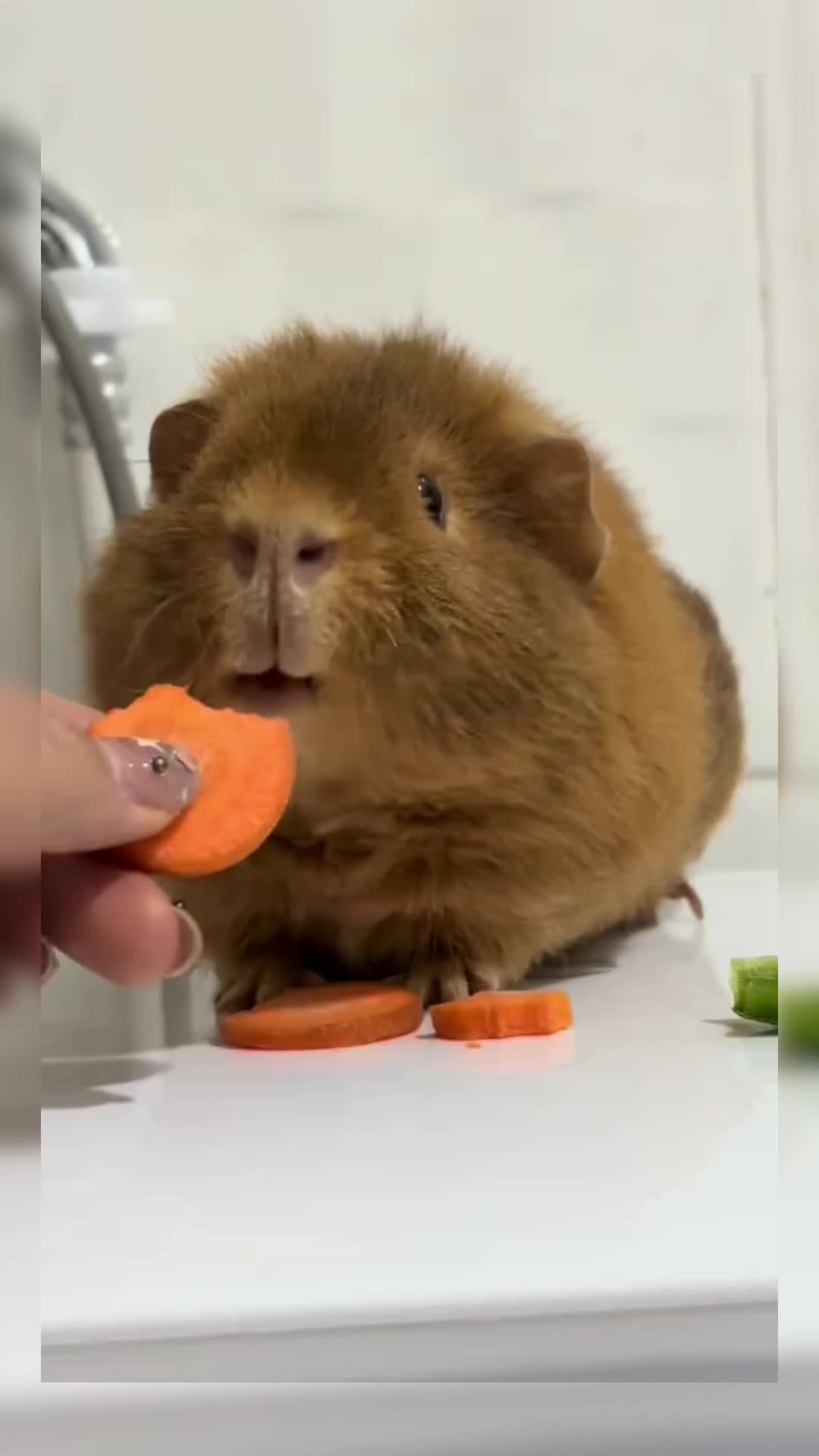 @CuteAnimal