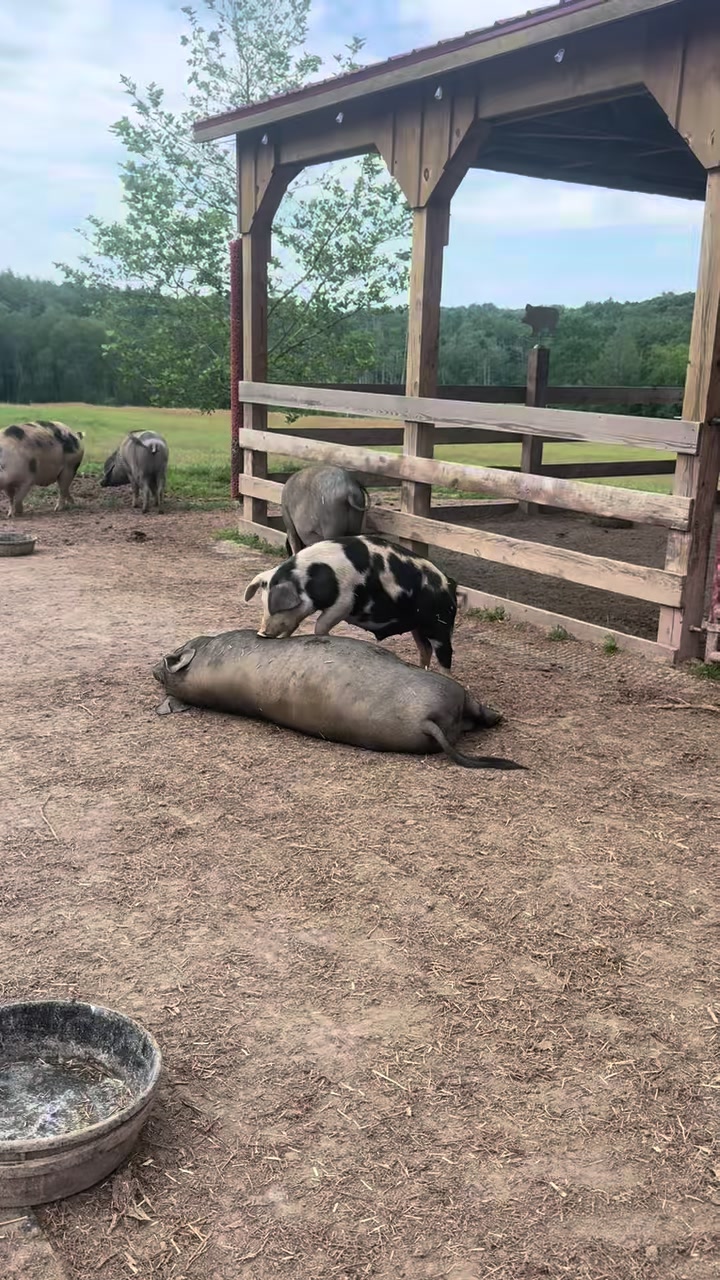 @Arthur’s Acres