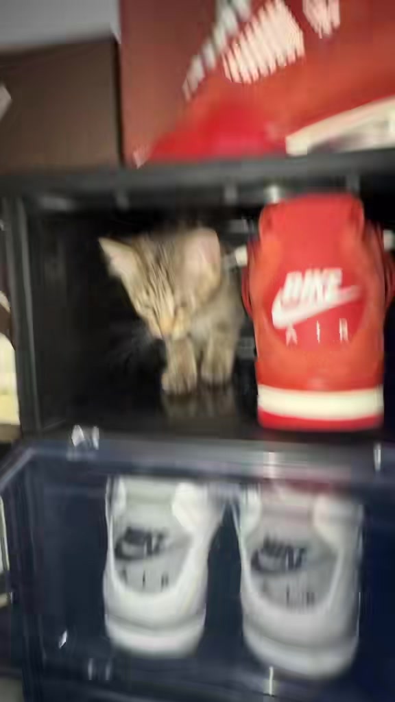 @🧠👟