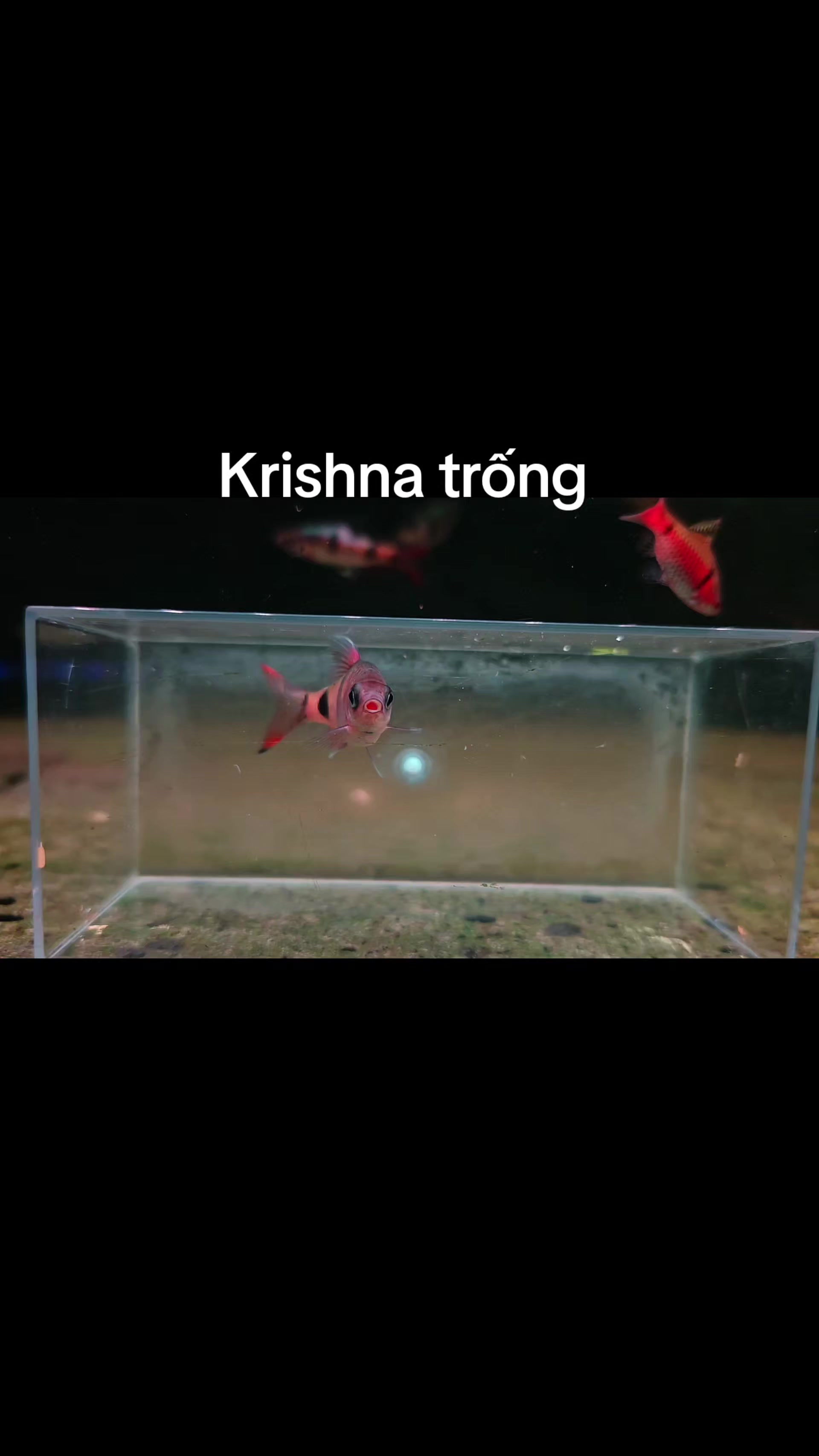 @Long chơi  hồng mi b&oacute;ng đ&ecirc;m 🦈