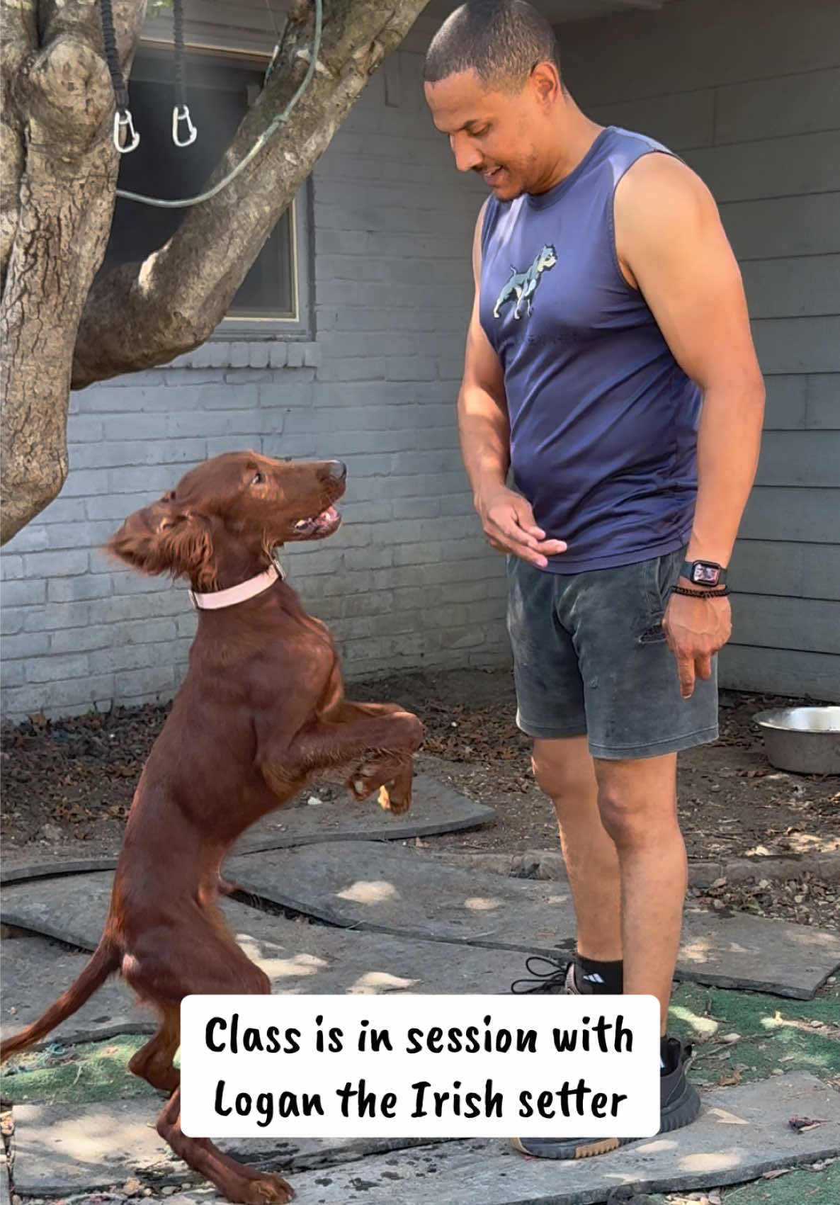 @Better Best Dog