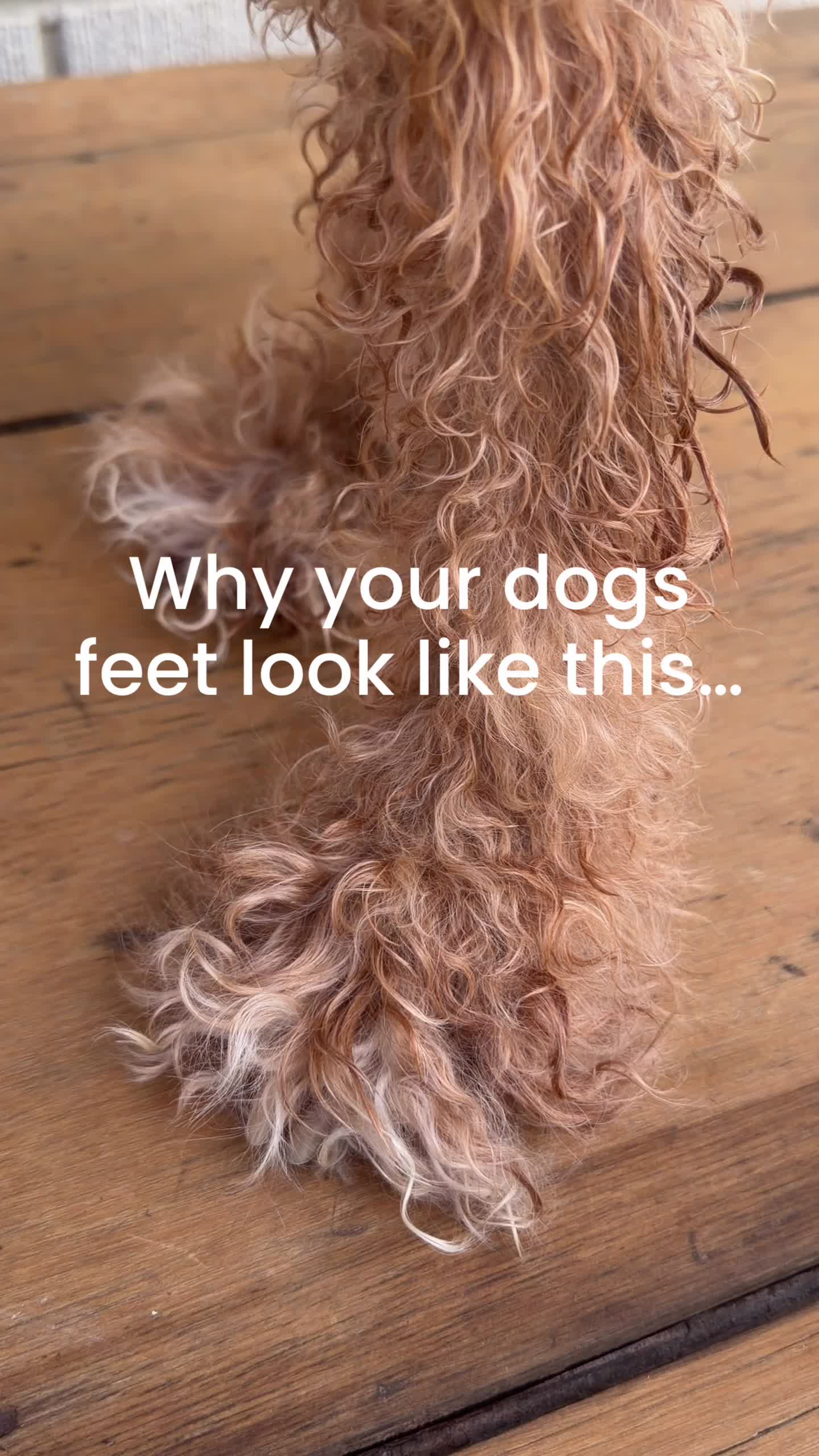 @Pupwell