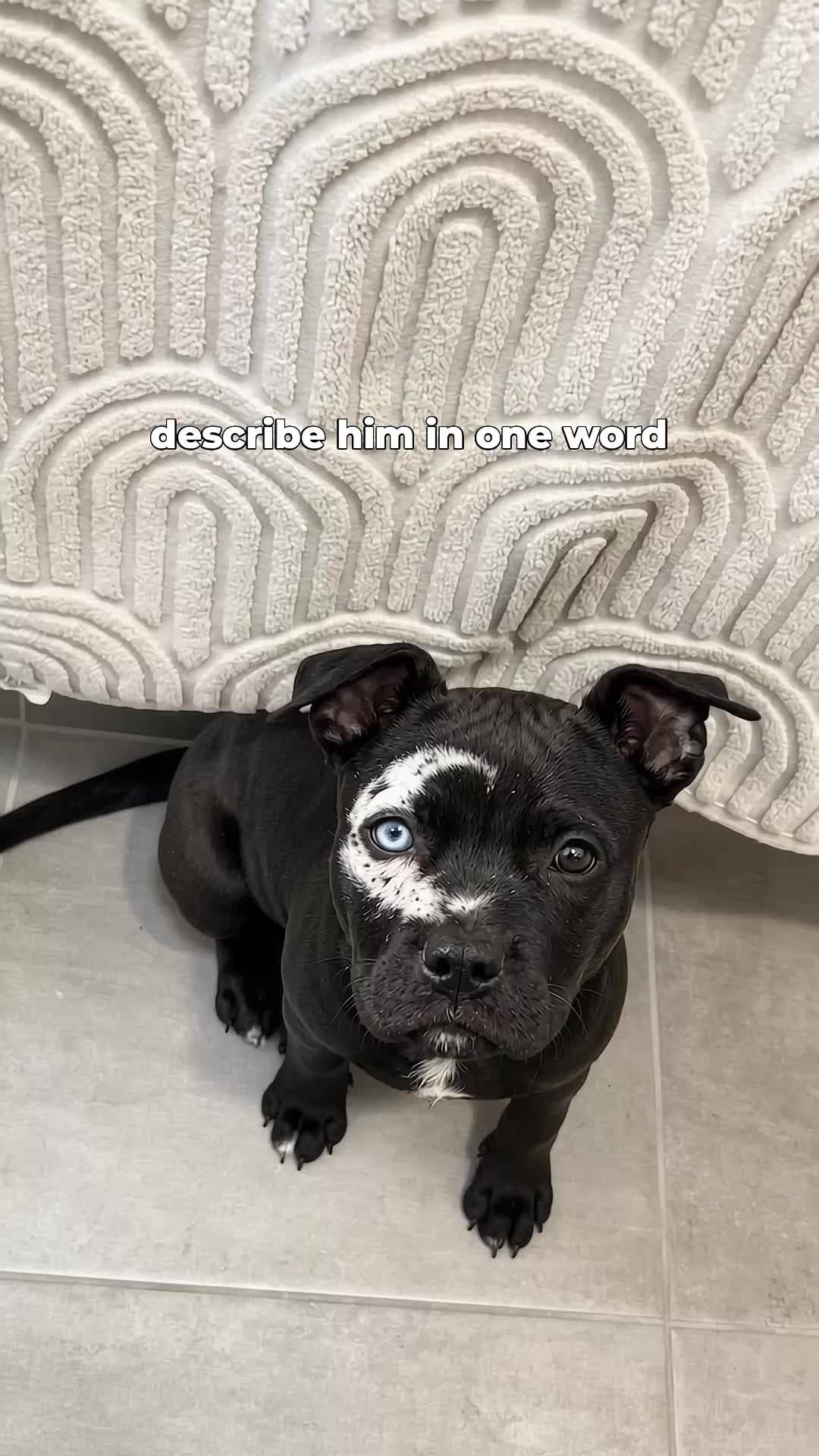 @moonfetches