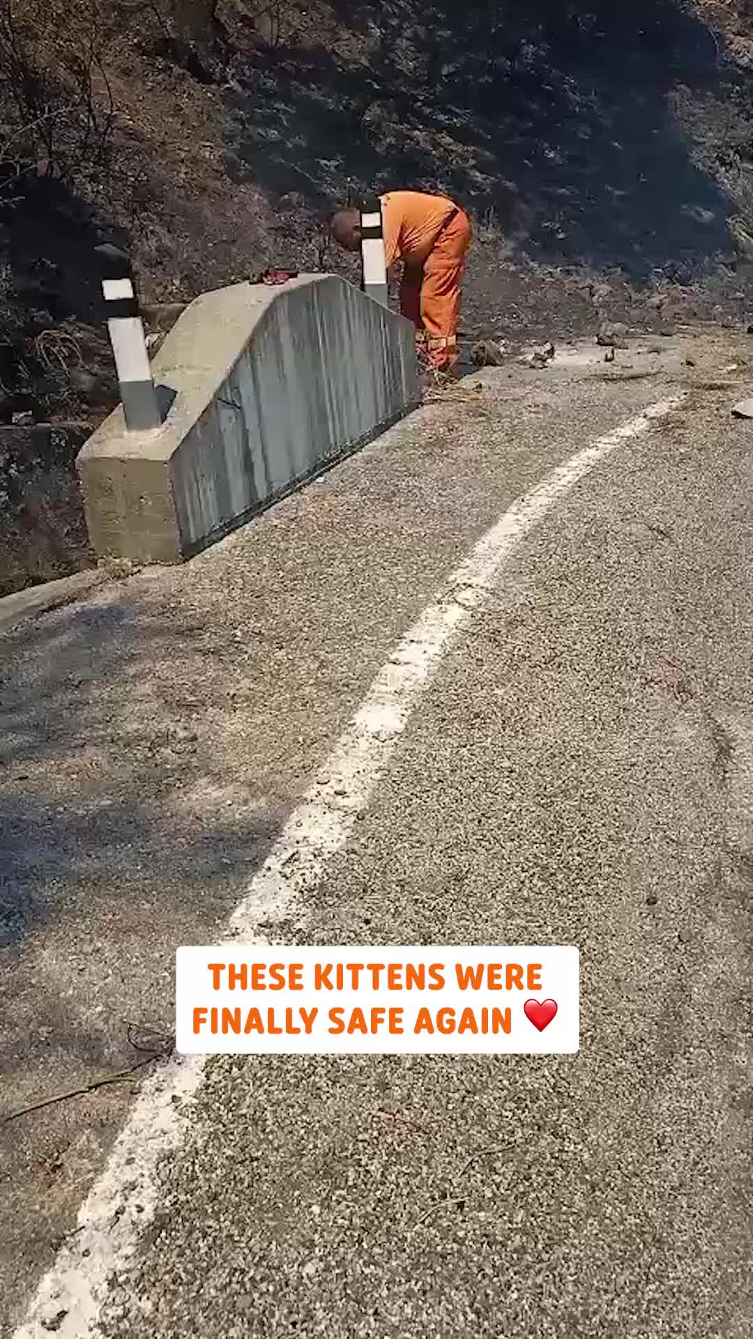 @Pawsome Pets