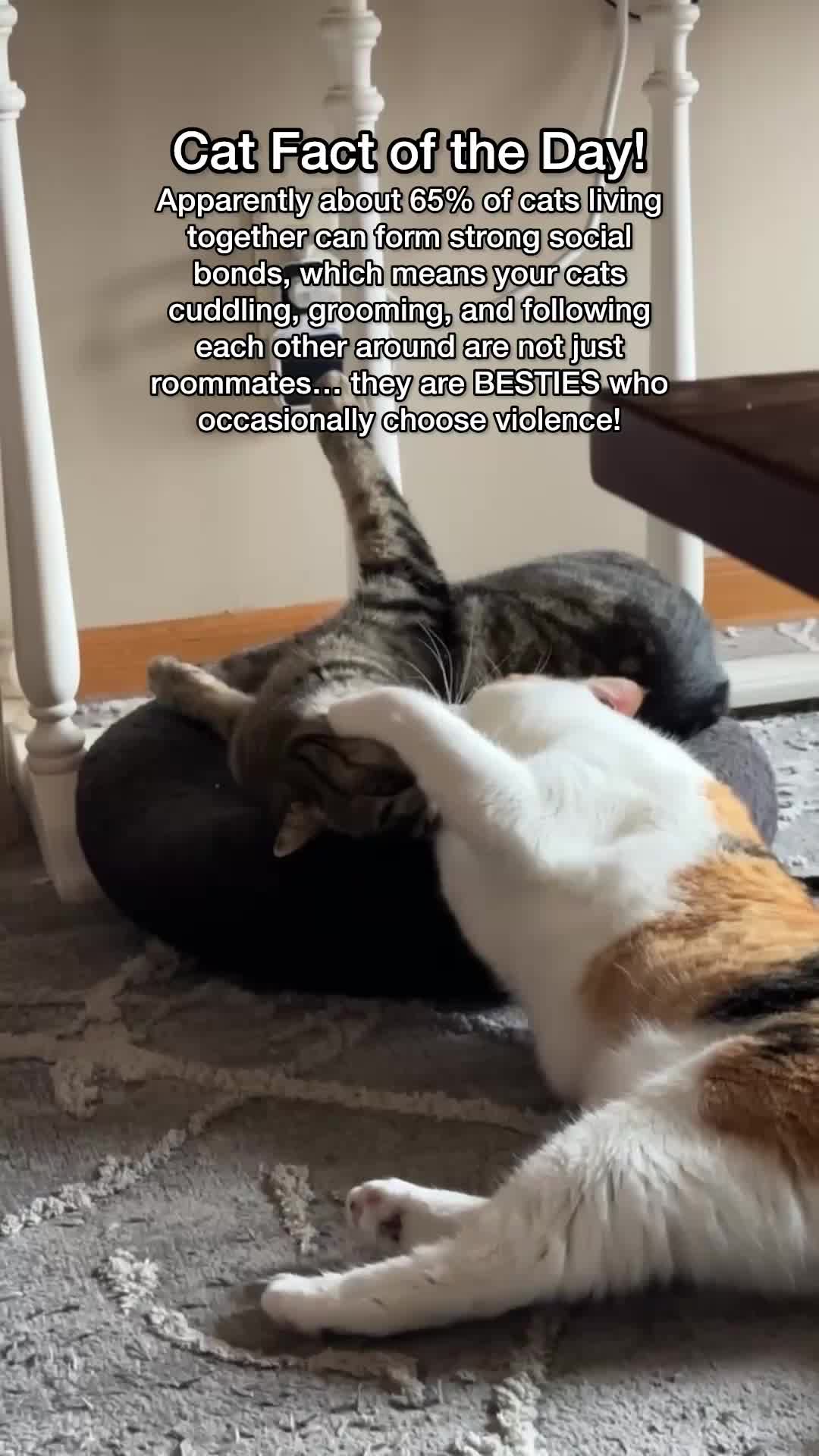 @Chip The Manx
