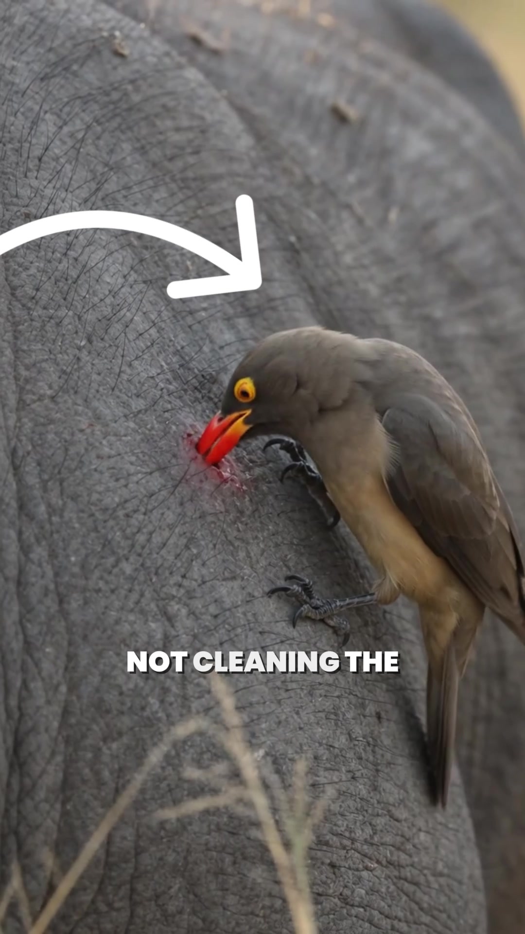 @Bird Lens
