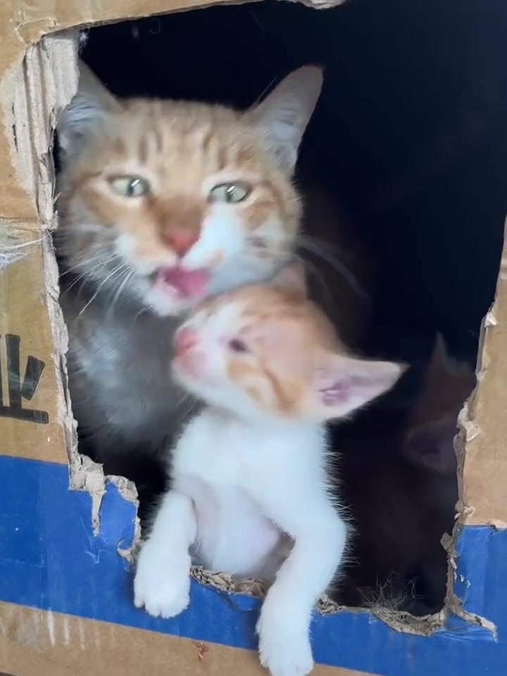 @gonzo_cats