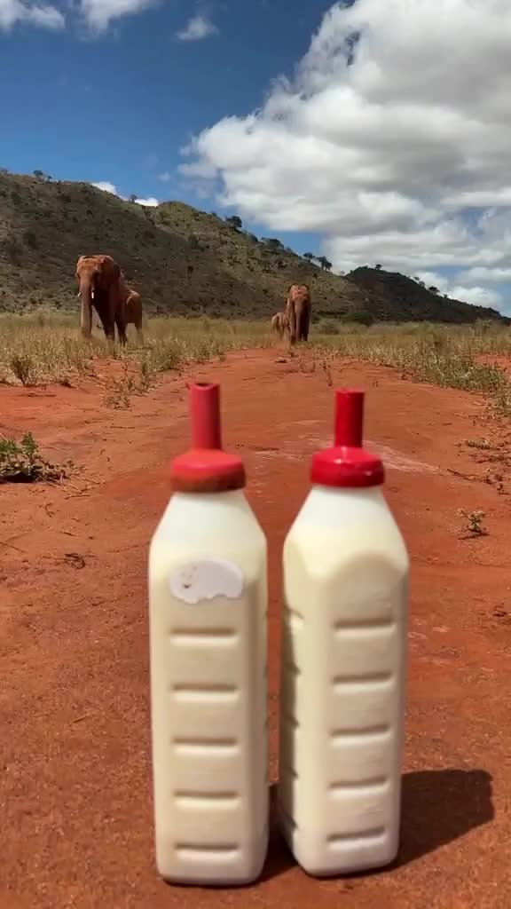 @SheldrickTrust