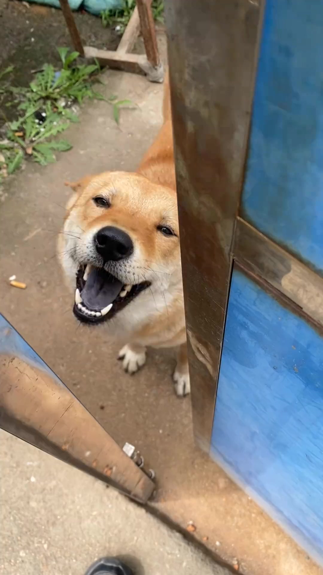 @noib3n