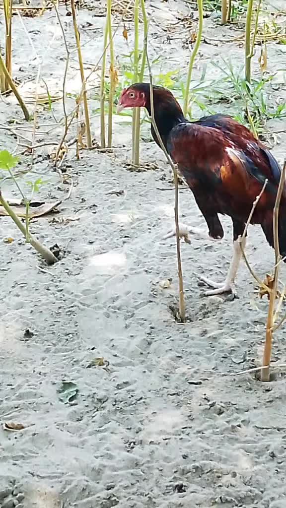 @sohailpanwar