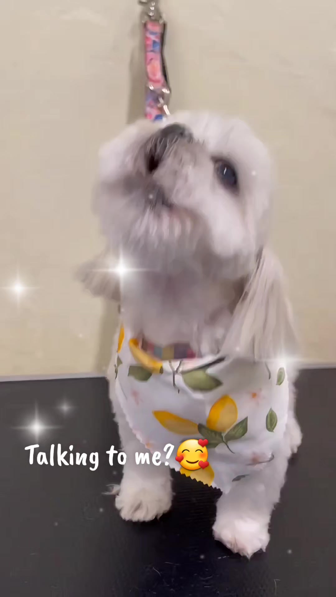 @Maru Maru Pet Services