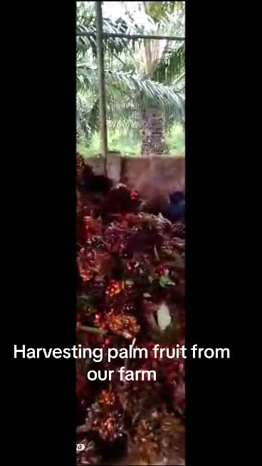 @Ellie and Debbie Palm Oil