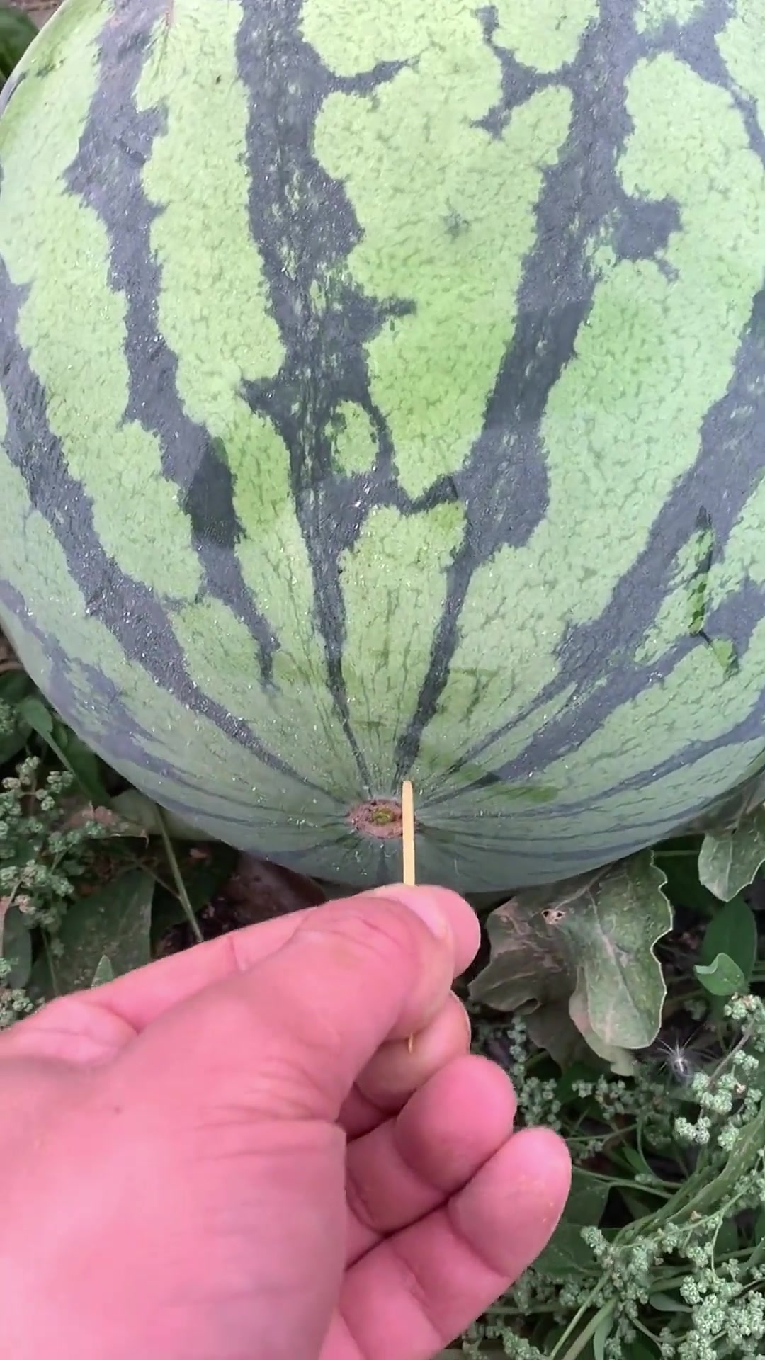 @A May Farm