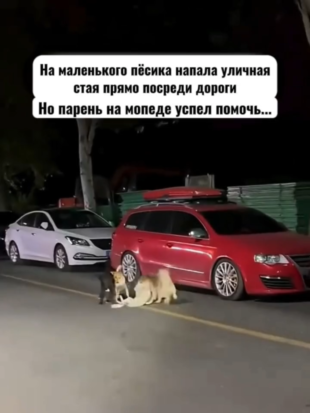 @RescueAnimals Nir