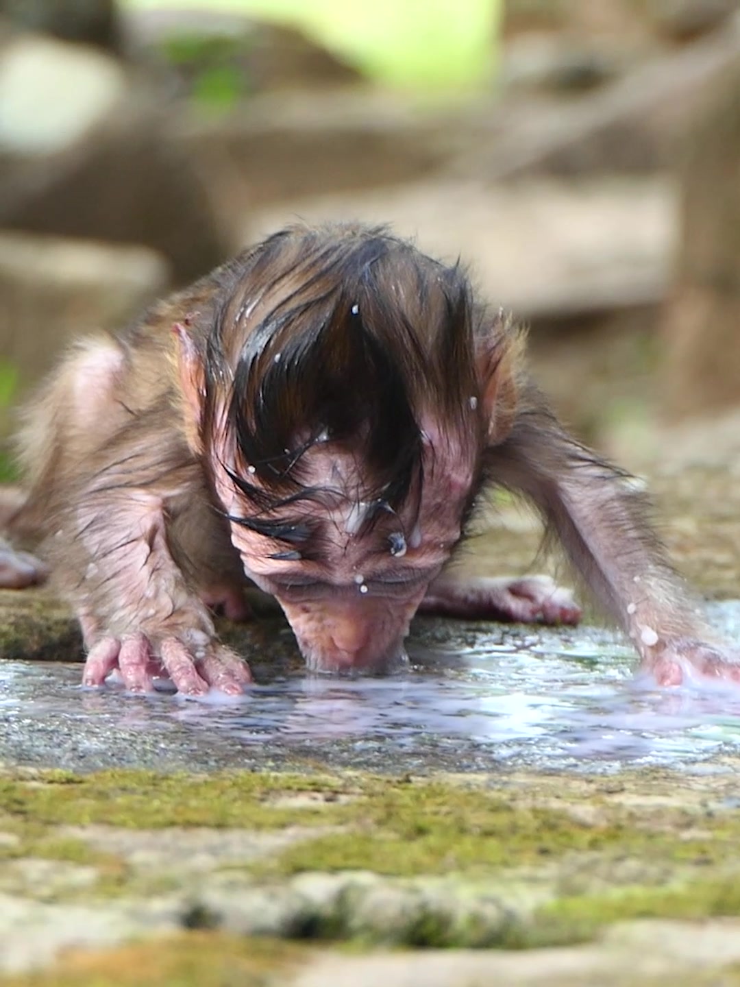 @Monkey Discovery