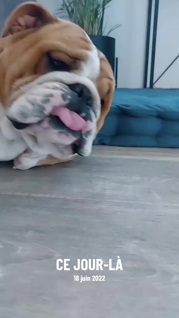 @bulls_in_skate
