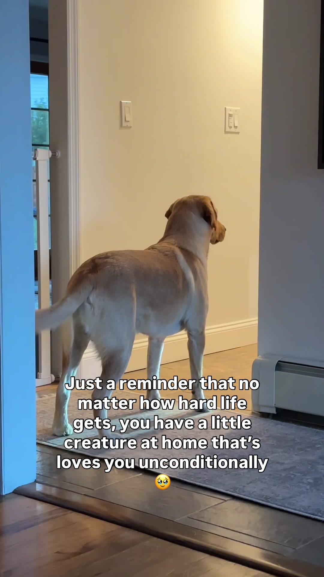@Lord Jack The Yellow Lab