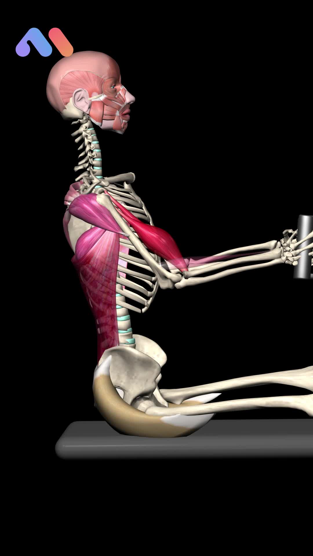 @Muscle & Motion