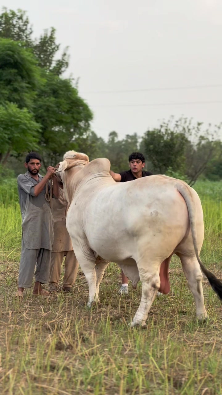 @Gulf Cattle Farm Official