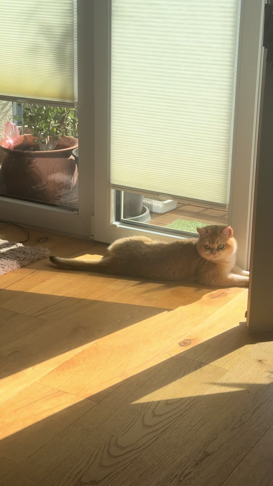 @Sammie_the_Cat