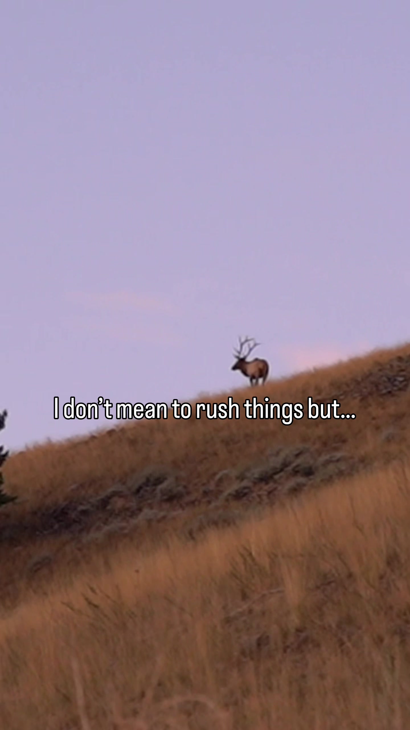 @Montana Tines