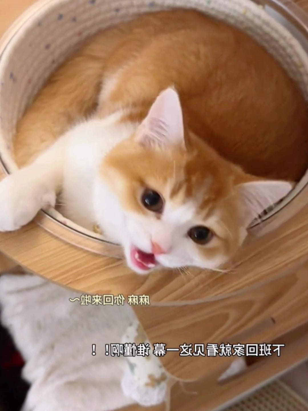 @cutekitten37