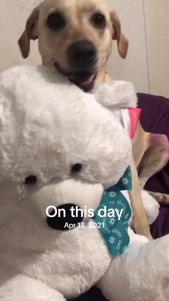 @Service_dog_Lexi