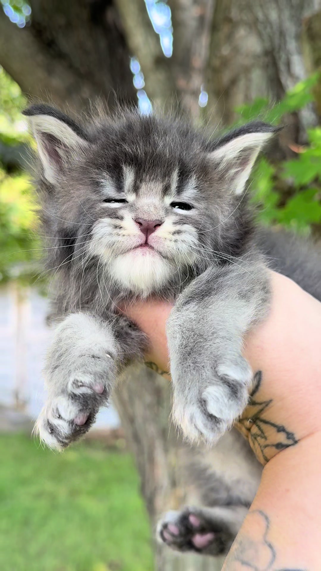 @MidwestGiantsMaineCoonCattery