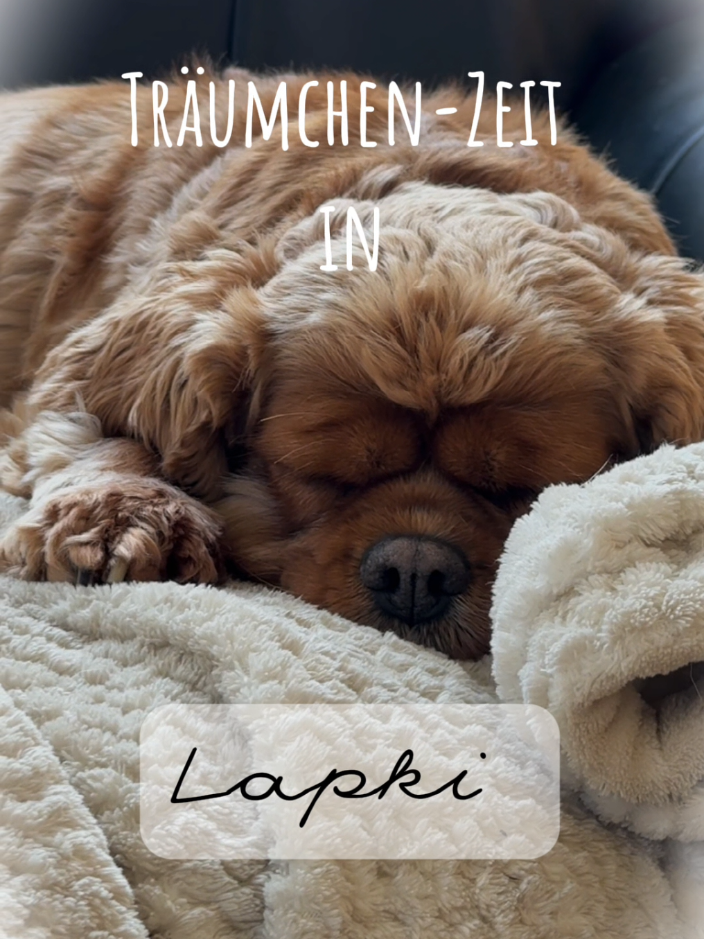 @Olesia &bull; Hundezentrum Lapki