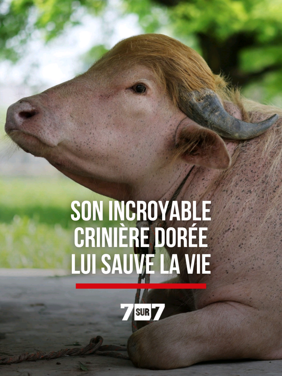 @7sur7.be