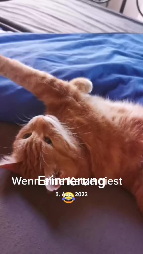 @Ossitussi1.0