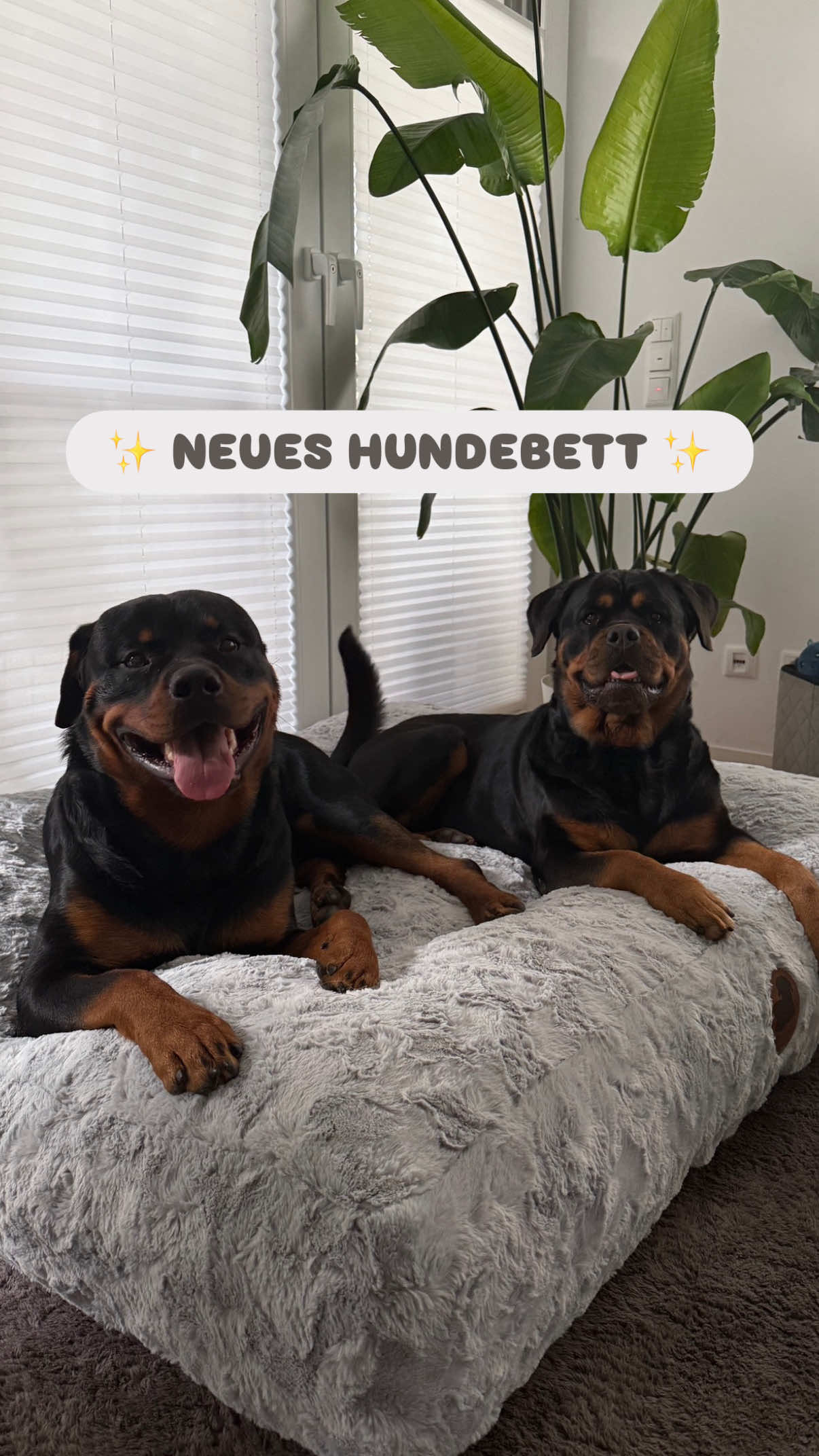 @HERA & ARES