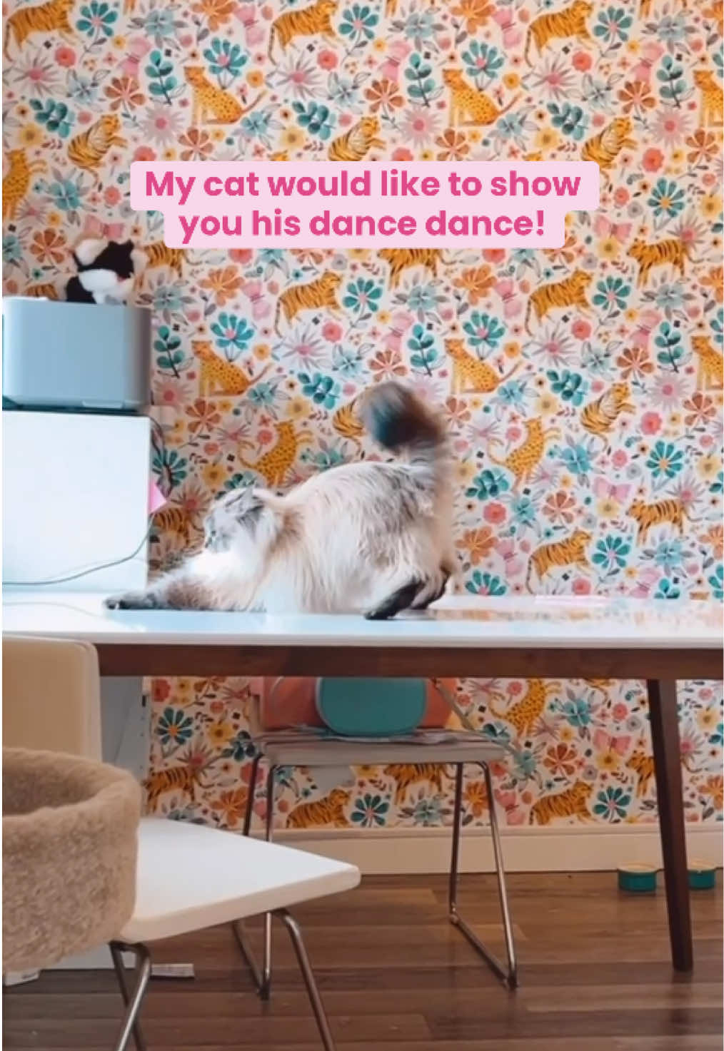 @My Cat Is People 🇨🇦