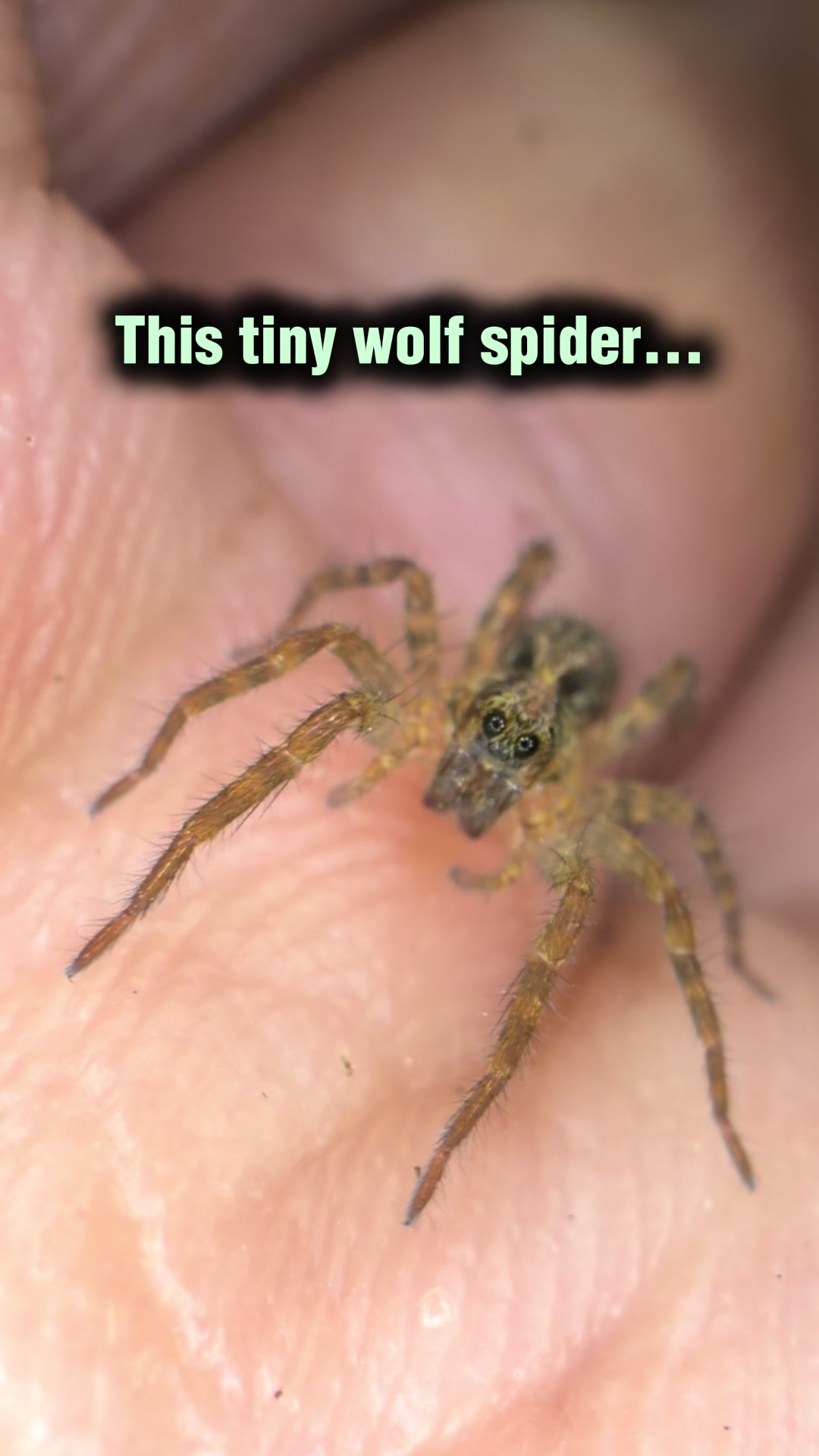 @Spider Conservatory
