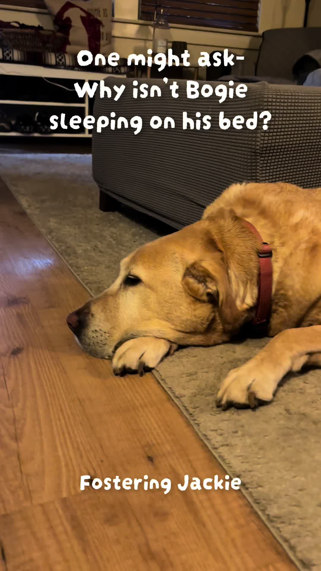 @LittleDog&Bogie