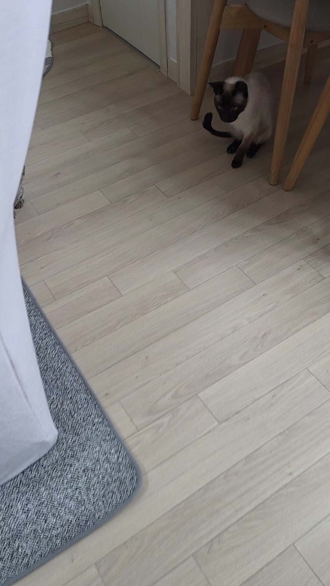 @8냥이 집사