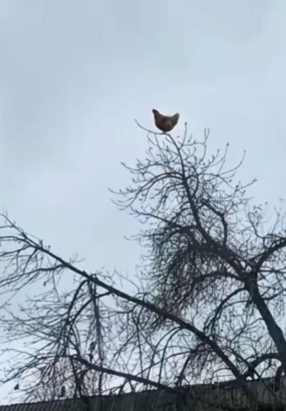@ɢᴀɴɢsᴛᴇʀᵀᵀ