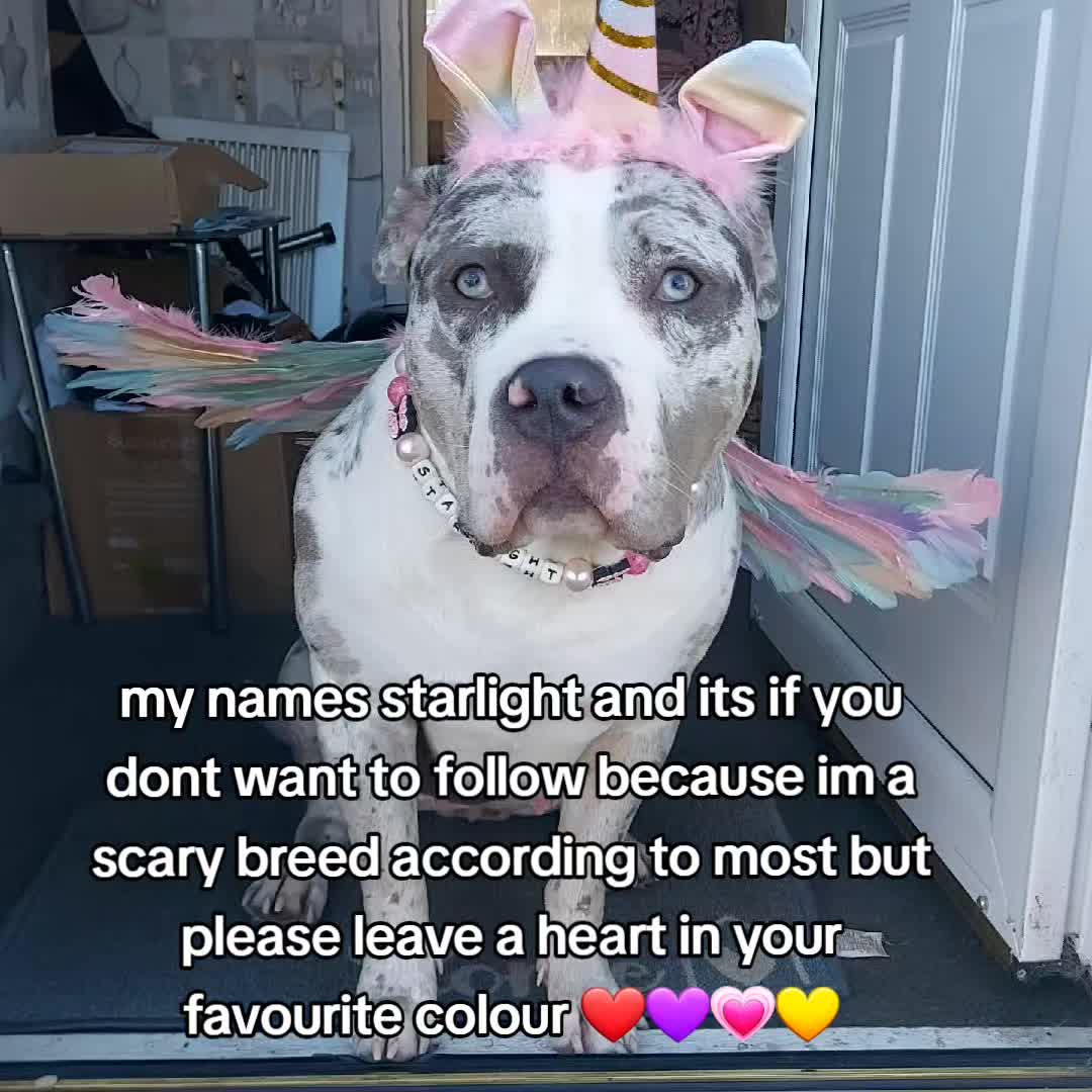 @kirsty+starlight the xl bully