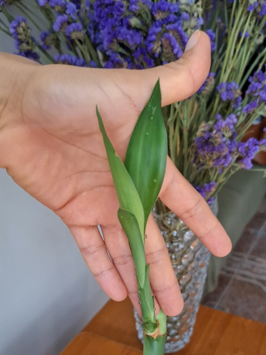 @~𝐀𝐫𝐞𝐧𝐚 Casa Floral