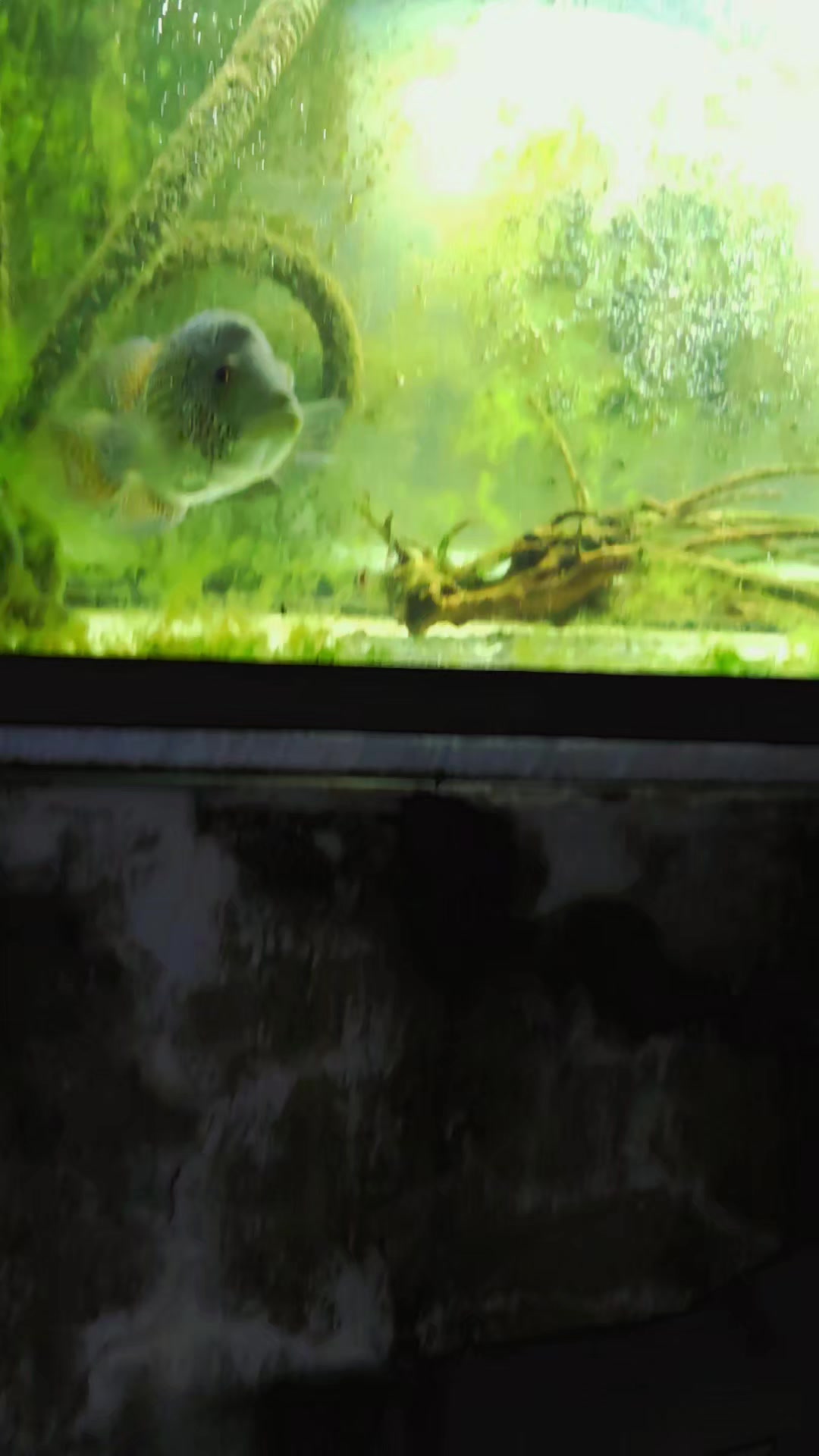 @Pitcha's pet