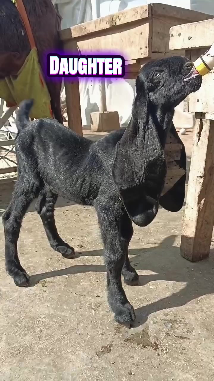 @abubakar Rajpoot