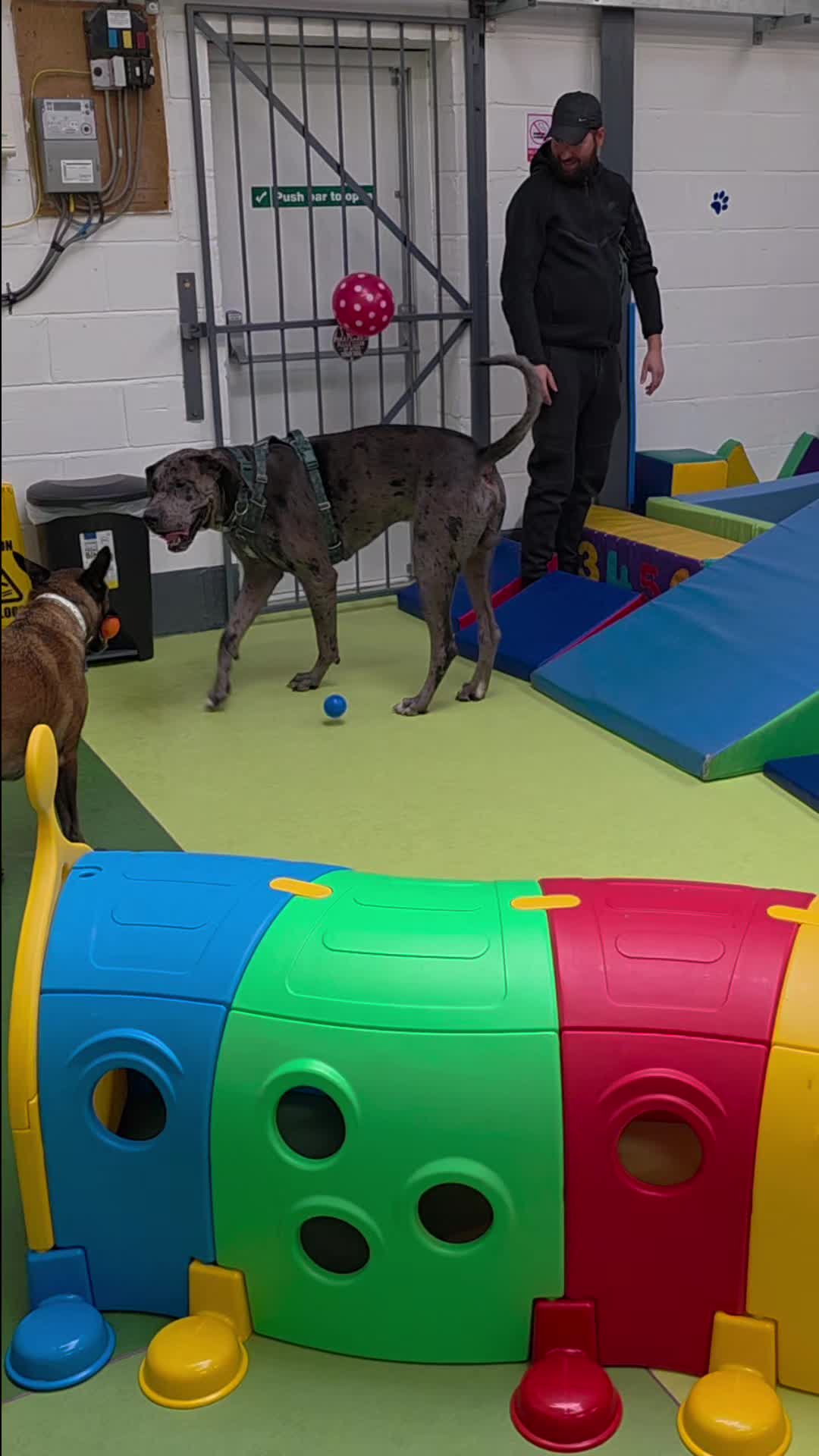 @Magnus the GREAT DANE
