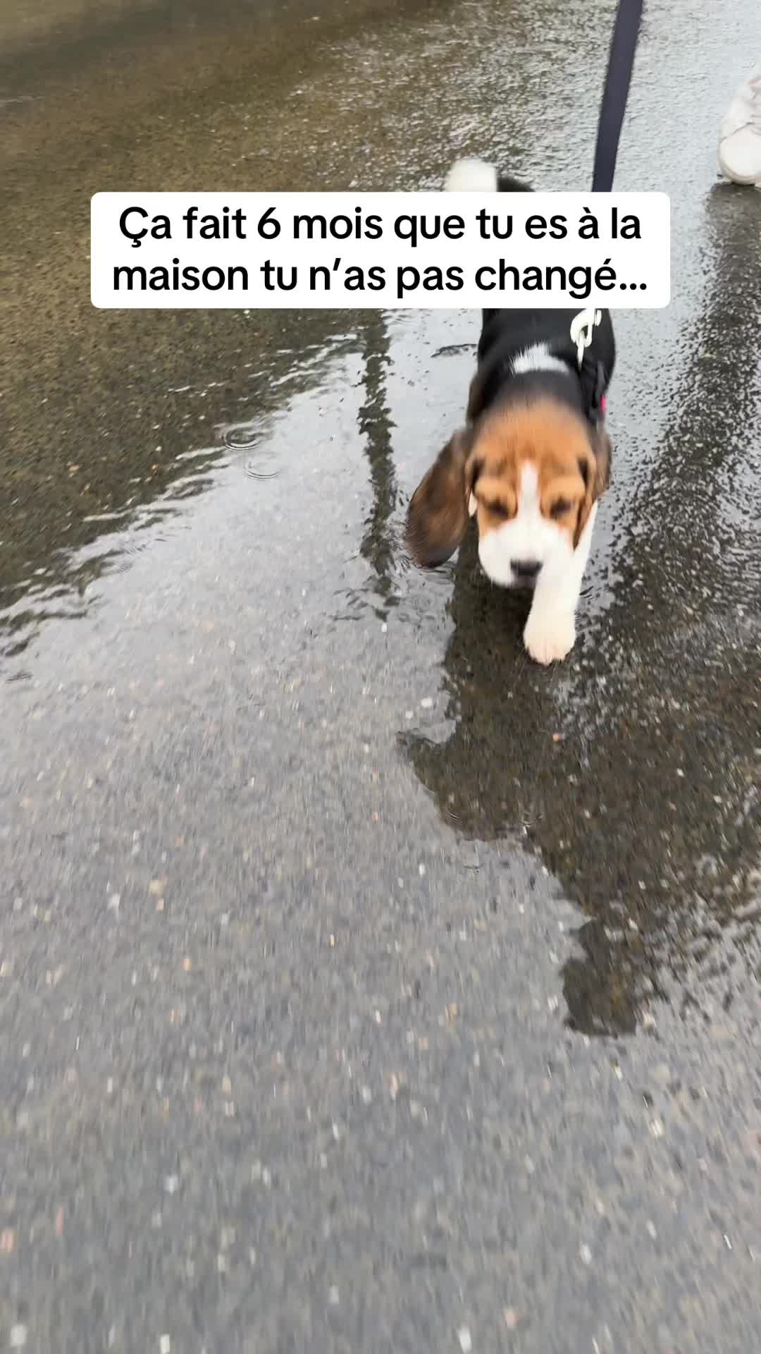 @Asko le Beagle💙