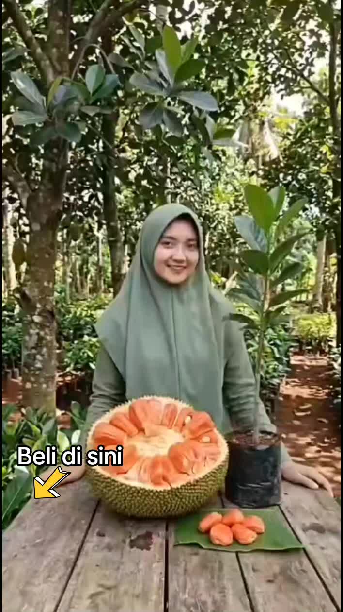 @Rayyan Bibit unggul