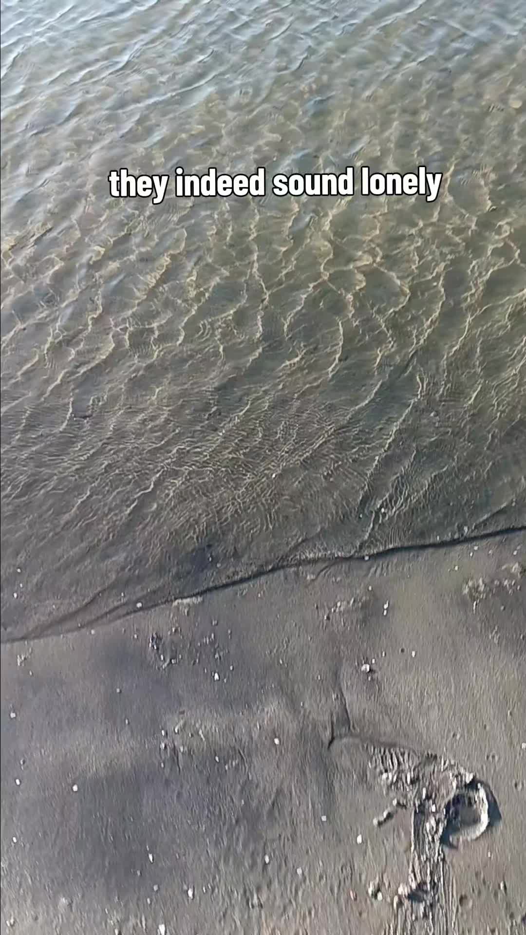 @curiambro